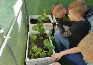 Trzech uczniów sadzi rośliny w ogródku.