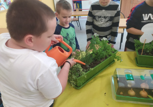 Uczeń podlewa warzywa w skrzynce.